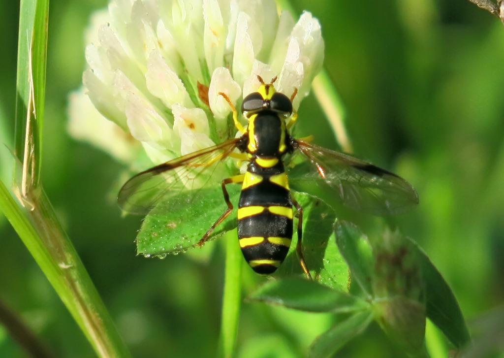 Syrphidae - Xanthogramma dives, femmina