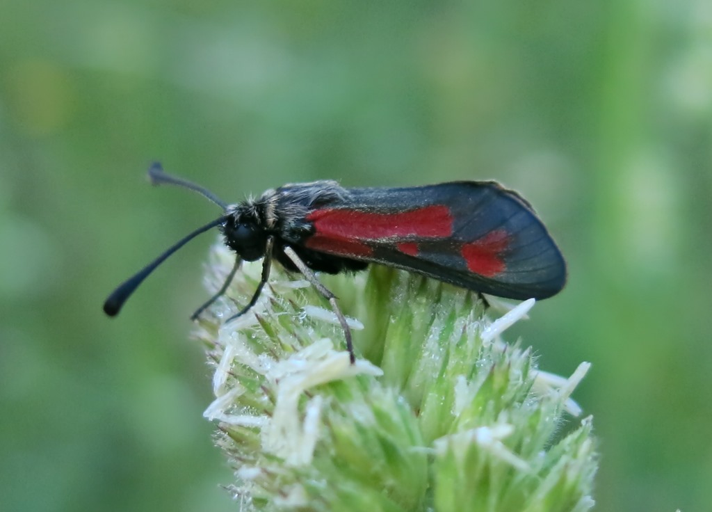 Altro zigenide da identificare