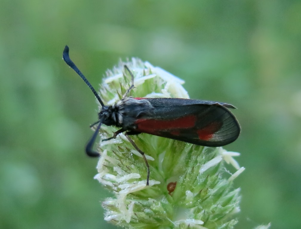 Altro zigenide da identificare