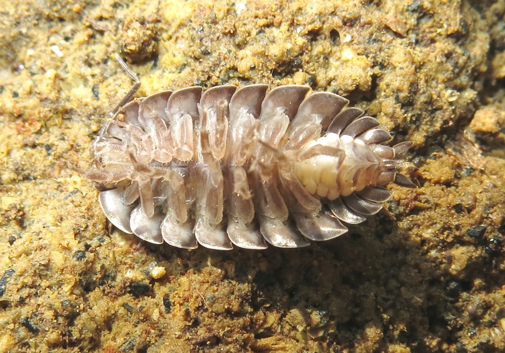 Porcellio da determinare?