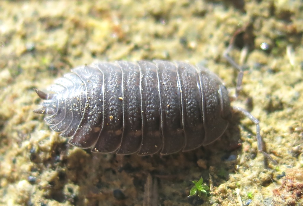 Porcellio da determinare?