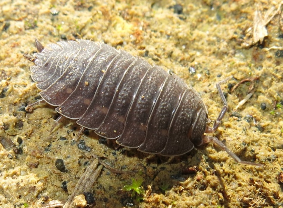 Porcellio da determinare?