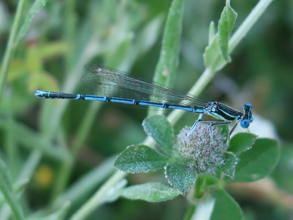 Maschi e femmine di Platycnemis pennipes?  S !