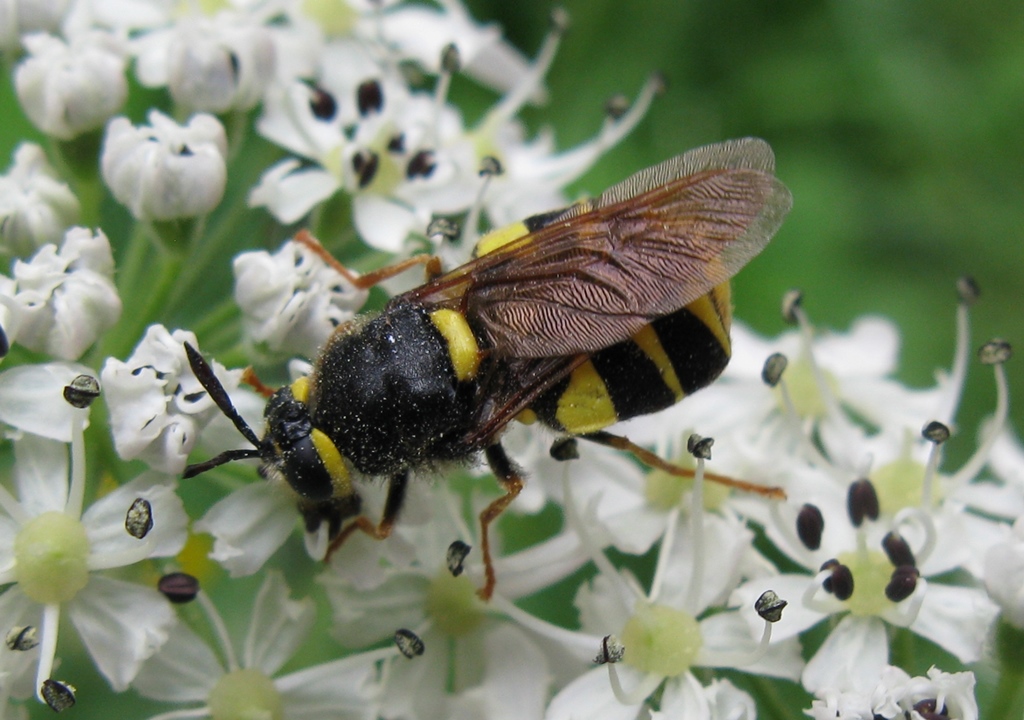 Stratiomys cf. concinna femmina (	Stratiomyidae)