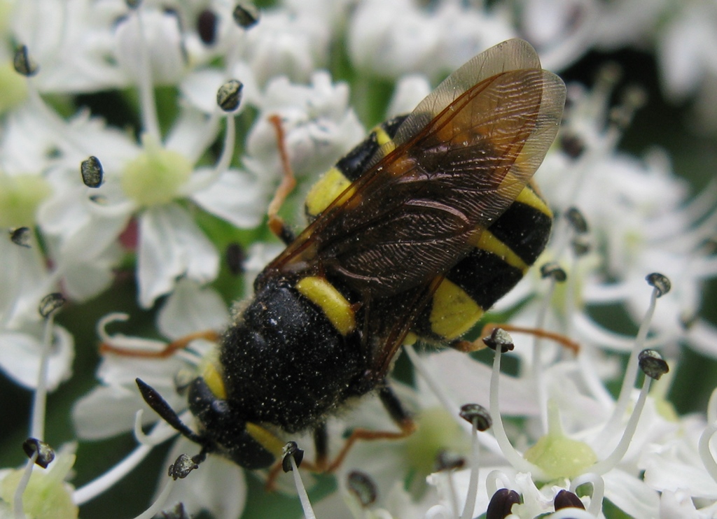 Stratiomys cf. concinna femmina (	Stratiomyidae)