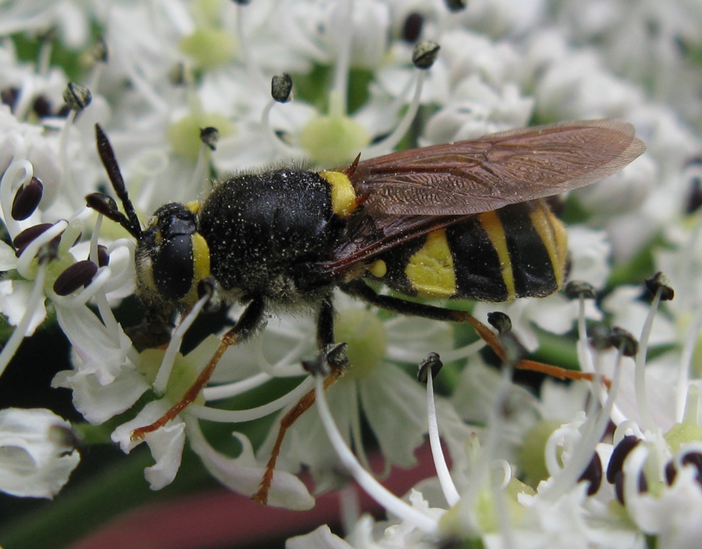 Stratiomys cf. concinna femmina (	Stratiomyidae)