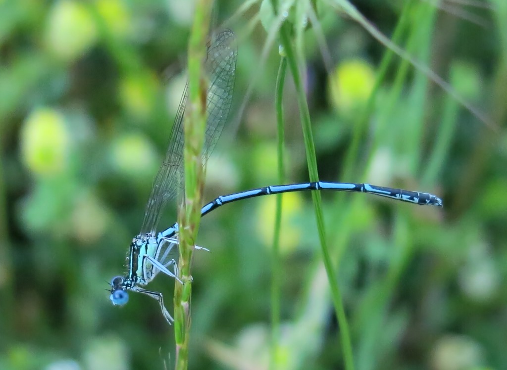 Maschi e femmine di Platycnemis pennipes?  S !