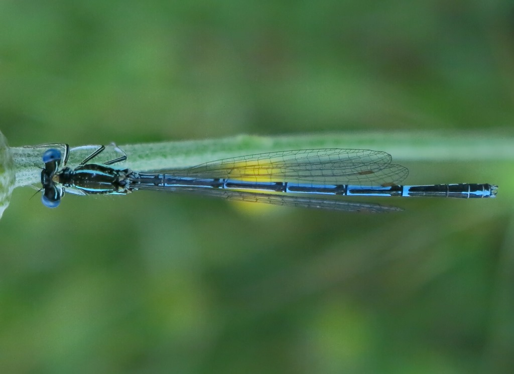 Maschi e femmine di Platycnemis pennipes?  S !