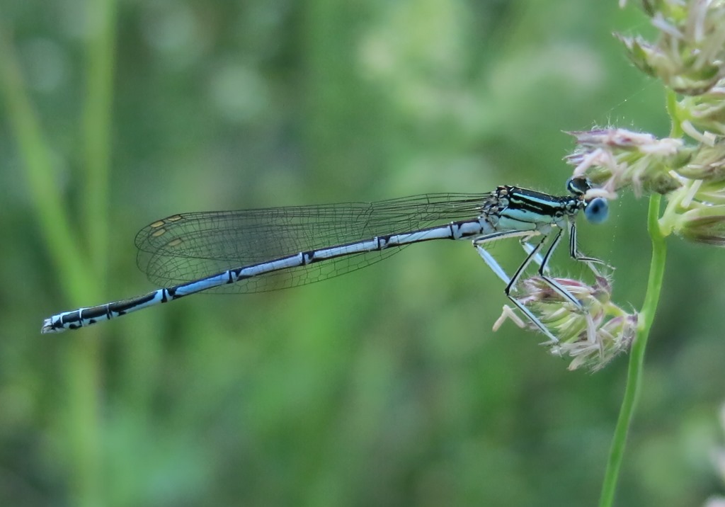 Maschi e femmine di Platycnemis pennipes?  S !