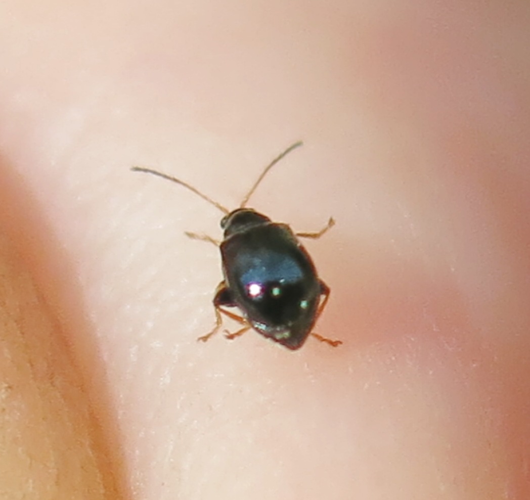 Piccolissimo coleottero da determinare: Aphthona sp.?