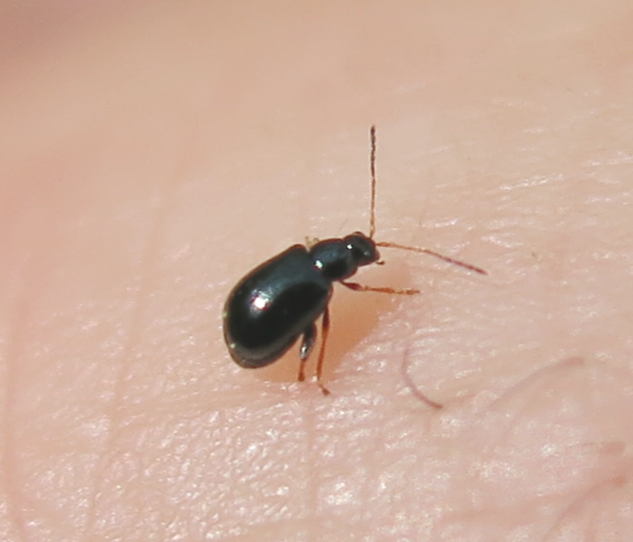 Piccolissimo coleottero da determinare: Aphthona sp.?