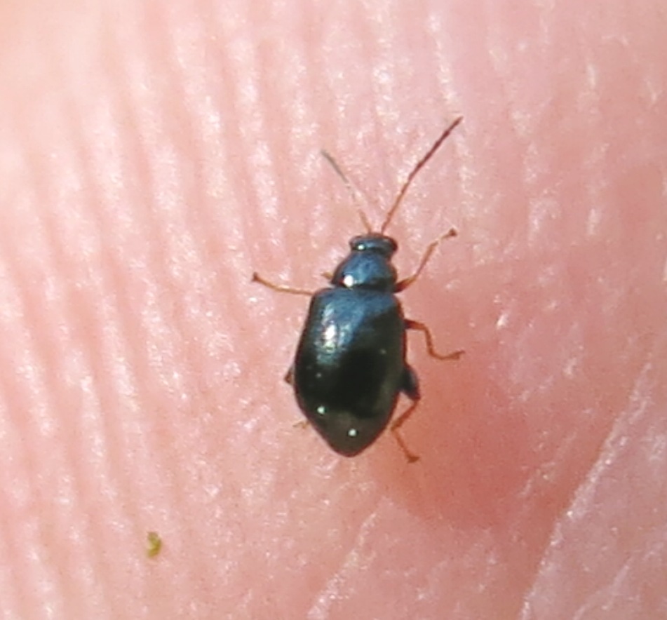 Piccolissimo coleottero da determinare: Aphthona sp.?