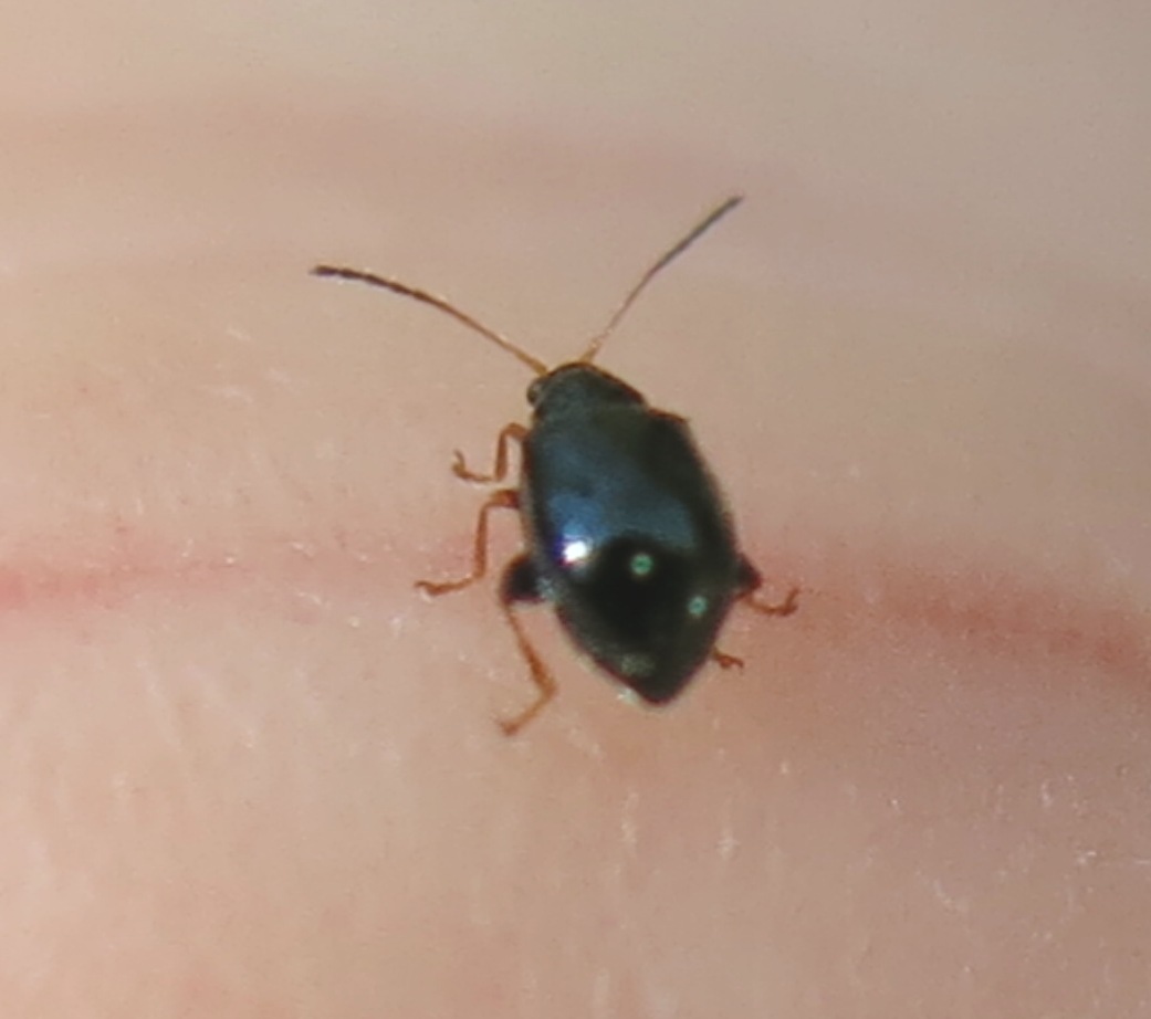 Piccolissimo coleottero da determinare: Aphthona sp.?