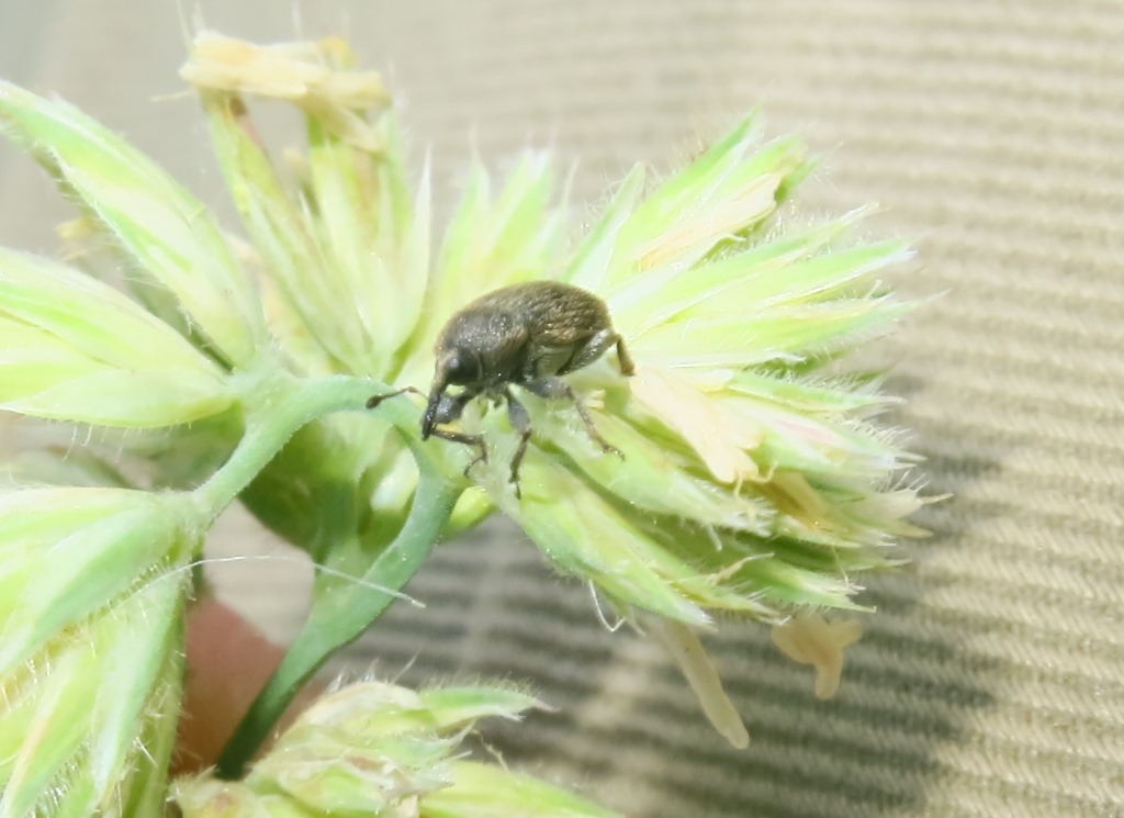 Curculionidae: Rhinusa tetra (cfr.)