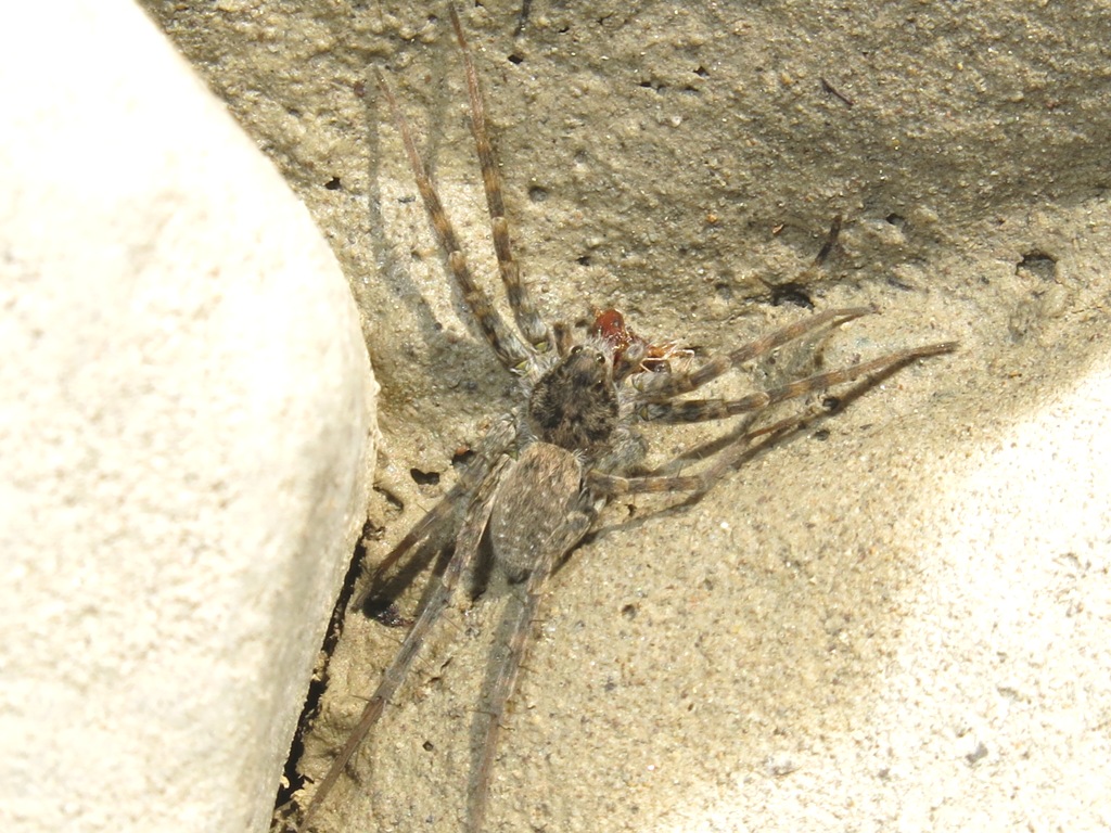Pardosa wagleri - Acquapendente (VT)