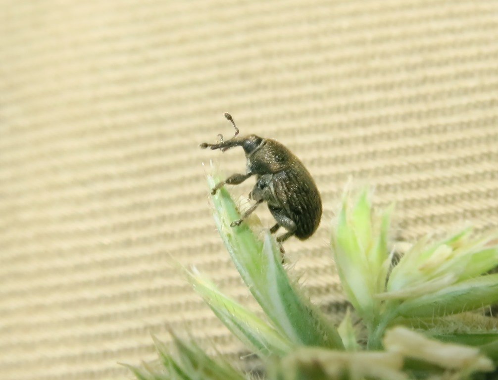 Curculionidae: Rhinusa tetra (cfr.)