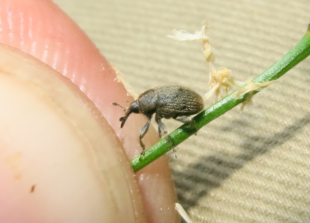 Curculionidae: Rhinusa tetra (cfr.)