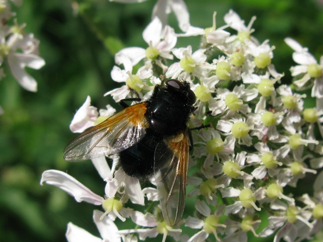 Mesembrina meridiana  maschio (Muscidae)