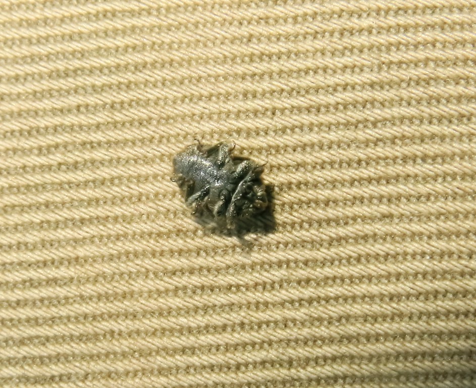 Curculionidae: Rhinusa tetra (cfr.)