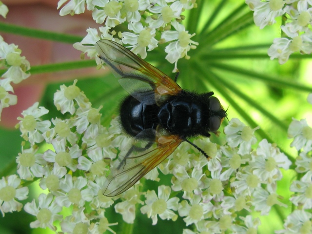 Mesembrina meridiana  maschio (Muscidae)
