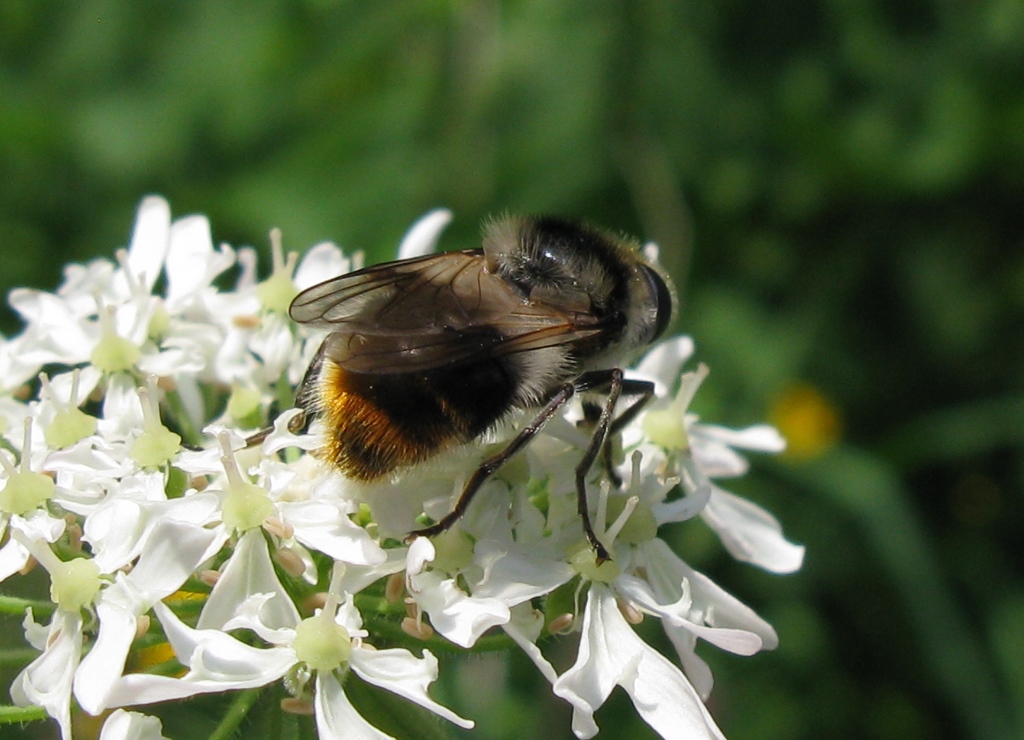 Syrphidae - Cheilosia illustrata? Giusto!