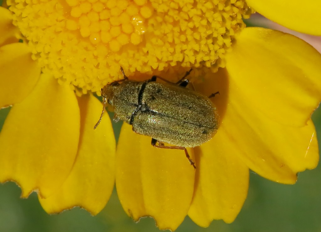 Mycteridae: Mycterus tibialis