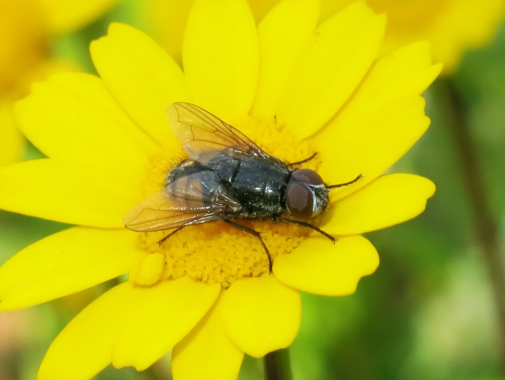 Musca cf. autumnalis maschio (Muscidae)