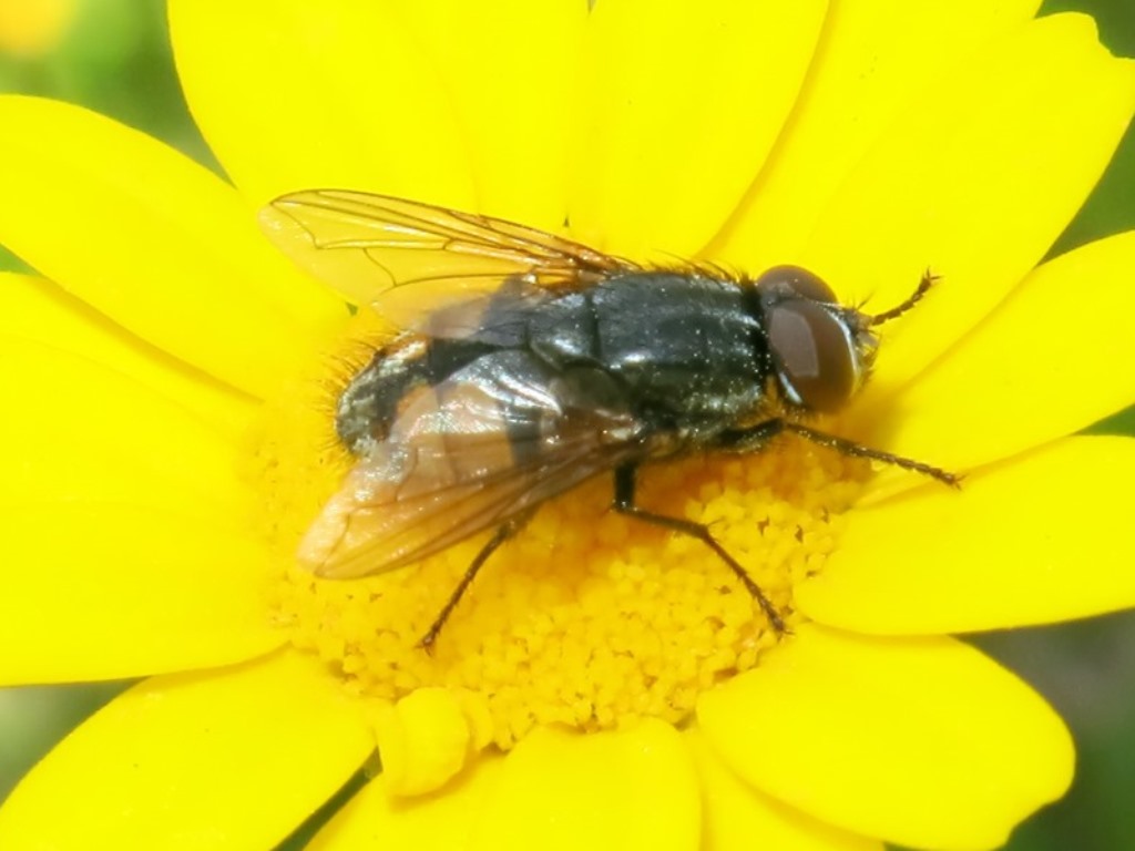 Musca cf. autumnalis maschio (Muscidae)