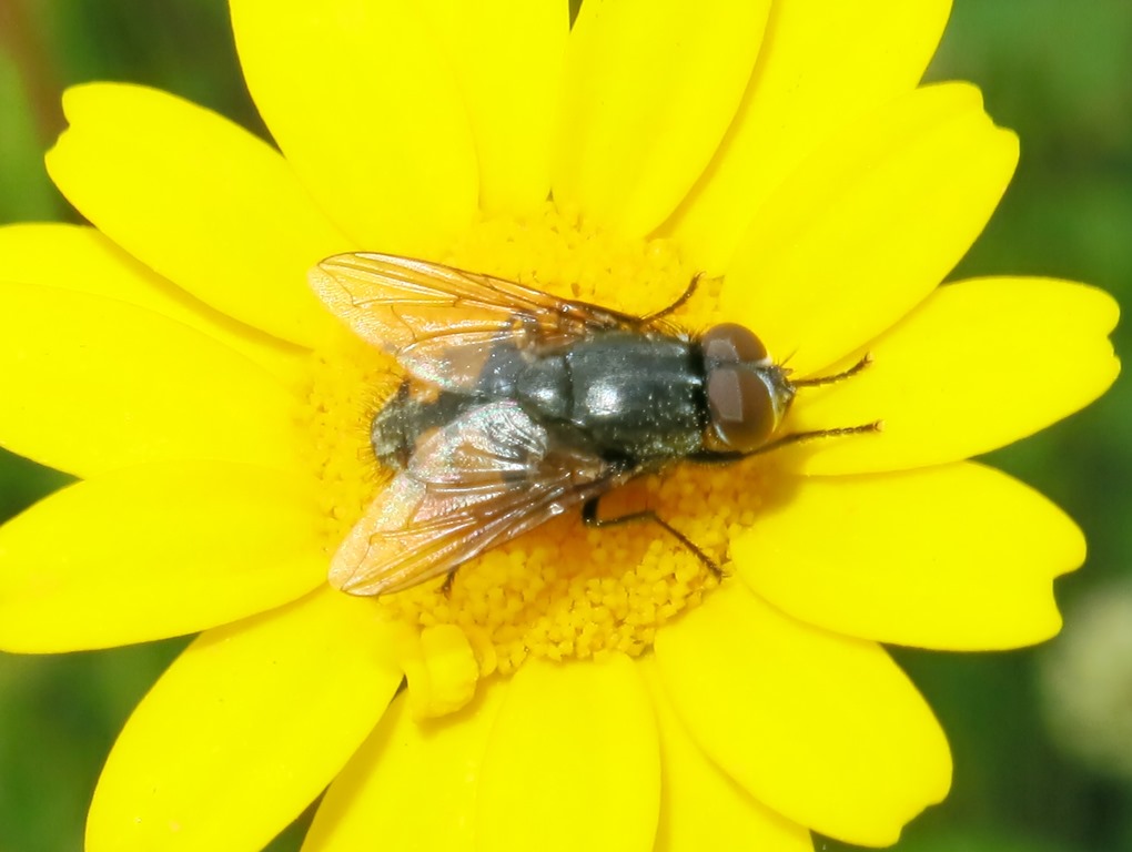 Musca cf. autumnalis maschio (Muscidae)