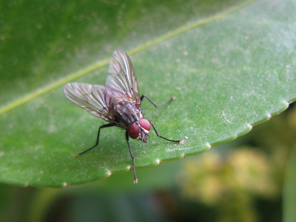 Due distinti muscidae