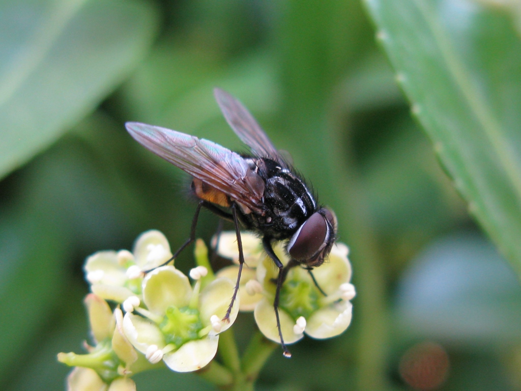 Due distinti muscidae