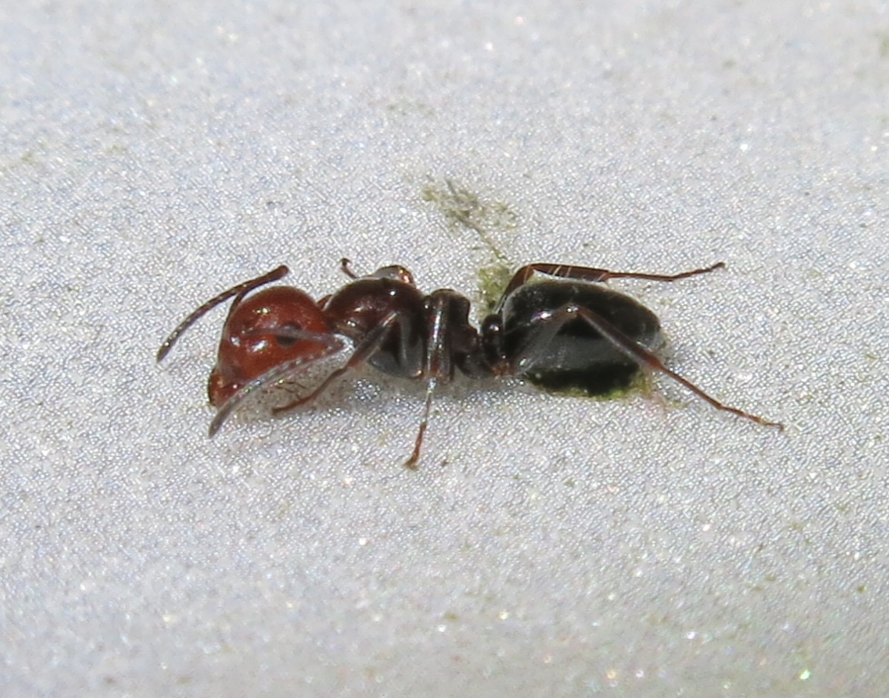 Camponotus lateralis, operaia minore