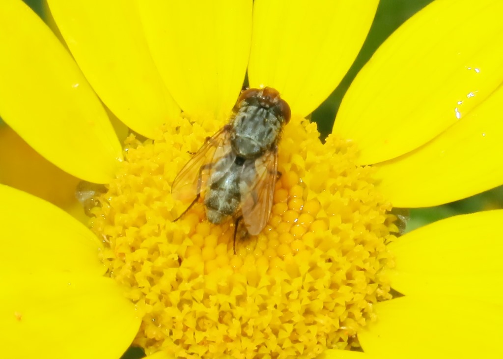 ditterino da determinare: Miltogramma sp. (Sarcophagidae)
