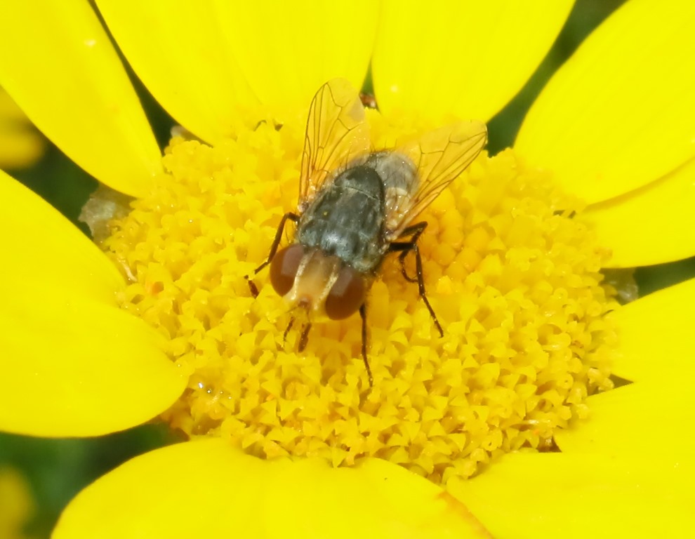 ditterino da determinare: Miltogramma sp. (Sarcophagidae)