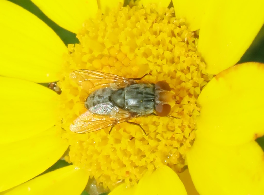 ditterino da determinare: Miltogramma sp. (Sarcophagidae)
