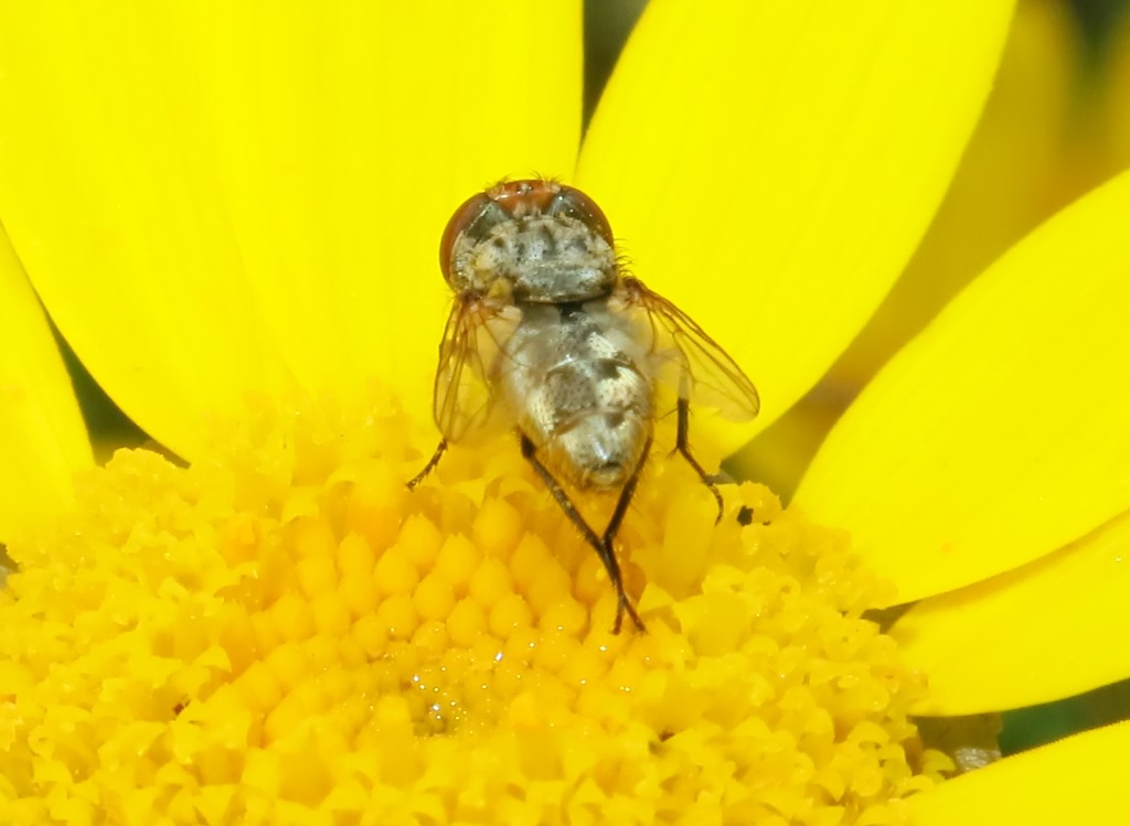 ditterino da determinare: Miltogramma sp. (Sarcophagidae)
