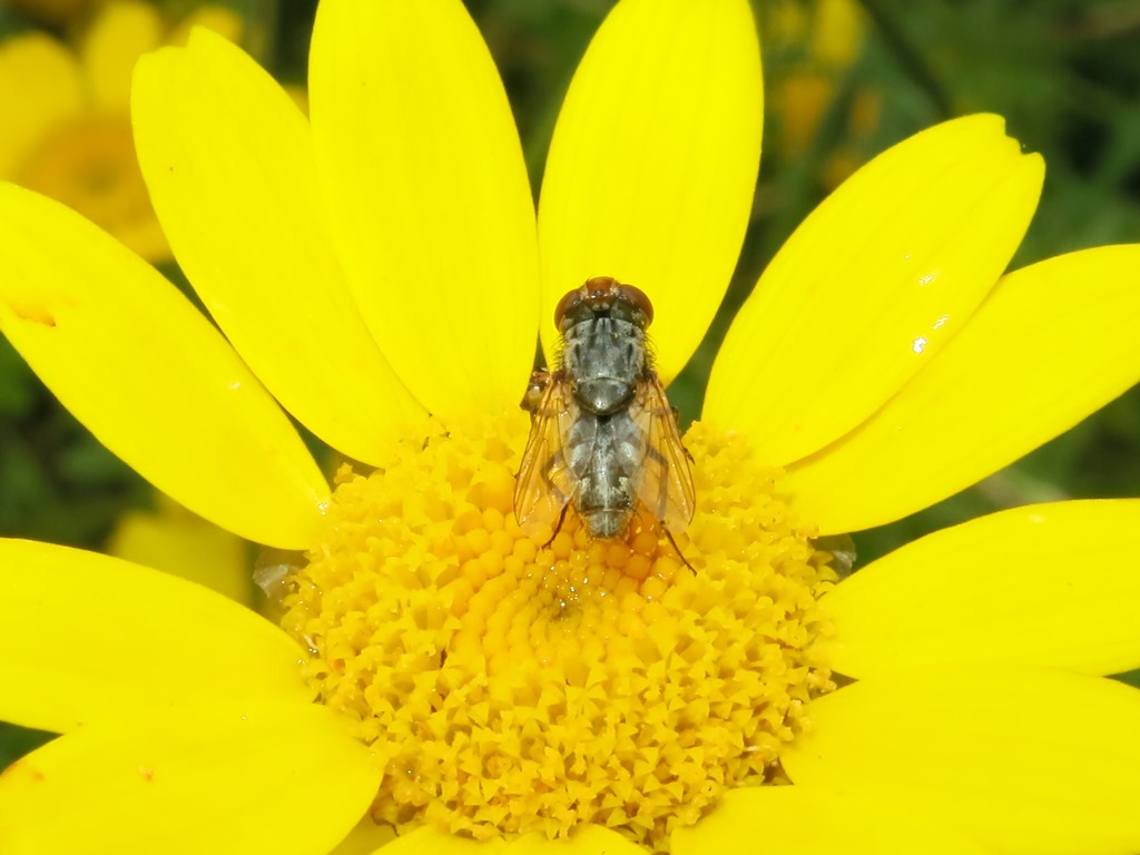 ditterino da determinare: Miltogramma sp. (Sarcophagidae)