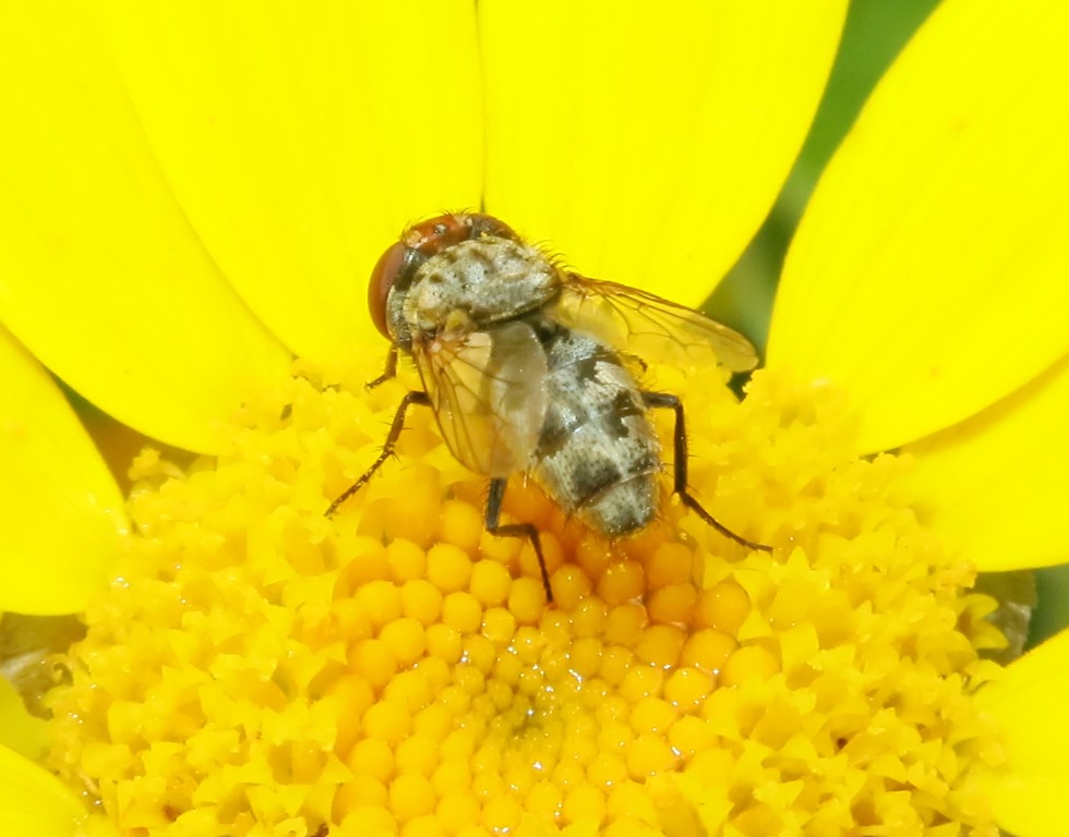 ditterino da determinare: Miltogramma sp. (Sarcophagidae)