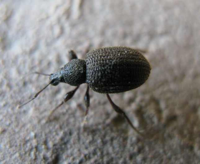 Otiorhynchus rugosostriatus