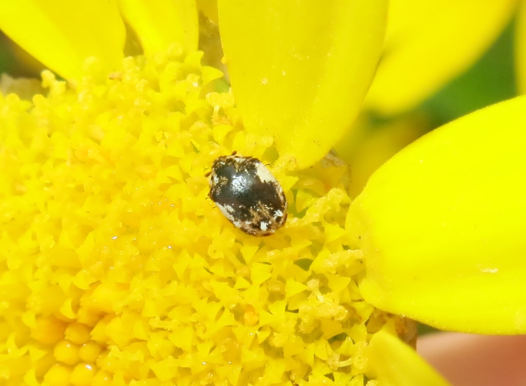 Anthrenus pimpinellae 
