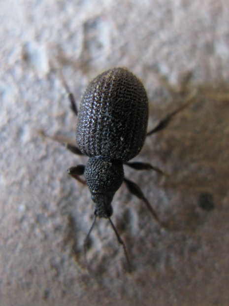 Otiorhynchus rugosostriatus