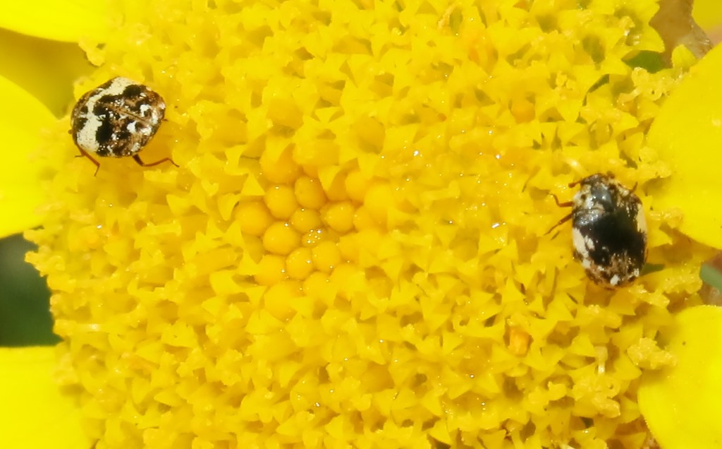 Anthrenus pimpinellae 