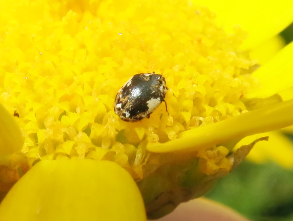Anthrenus pimpinellae 