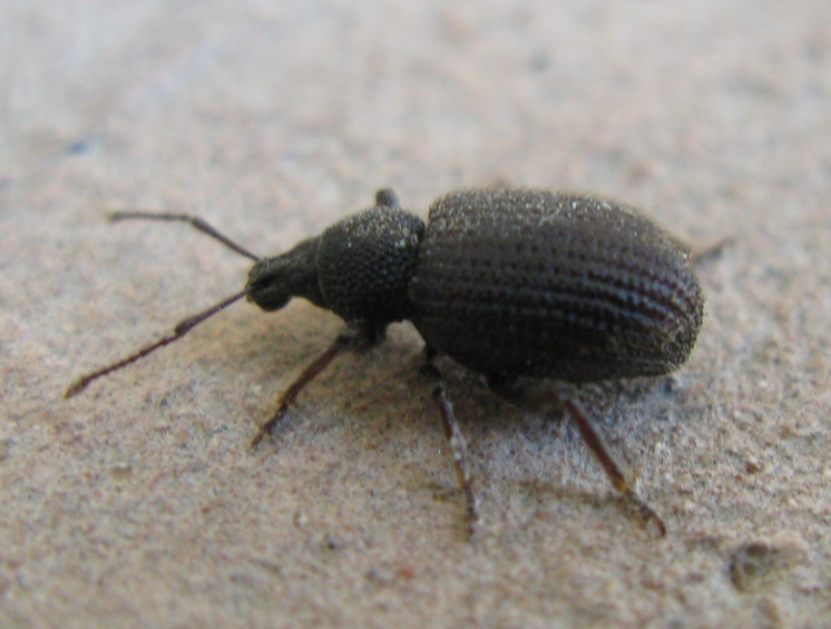 Otiorhynchus rugosostriatus