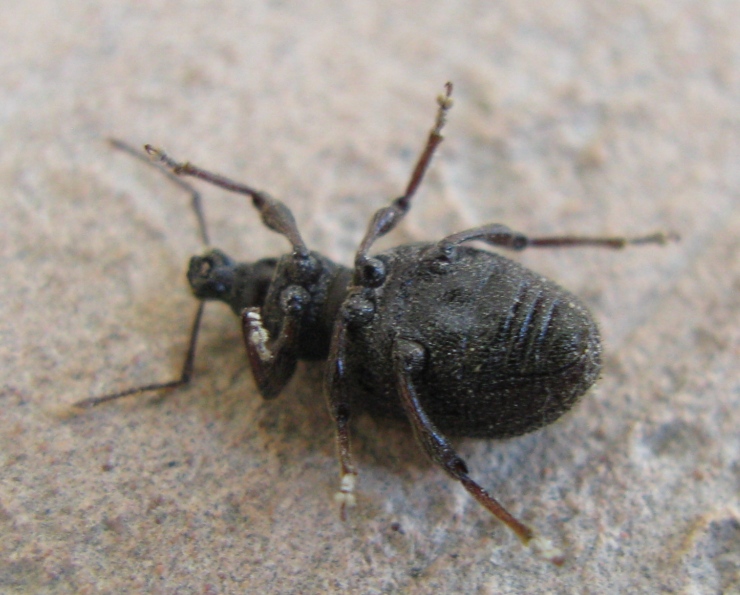 Otiorhynchus rugosostriatus