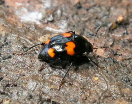 Scaphidium quadrimaculatum