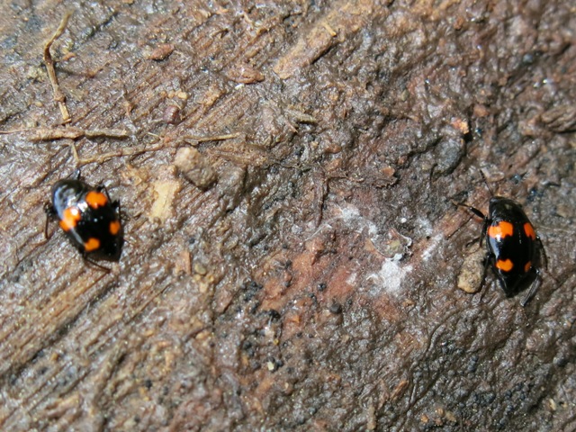 Scaphidium quadrimaculatum