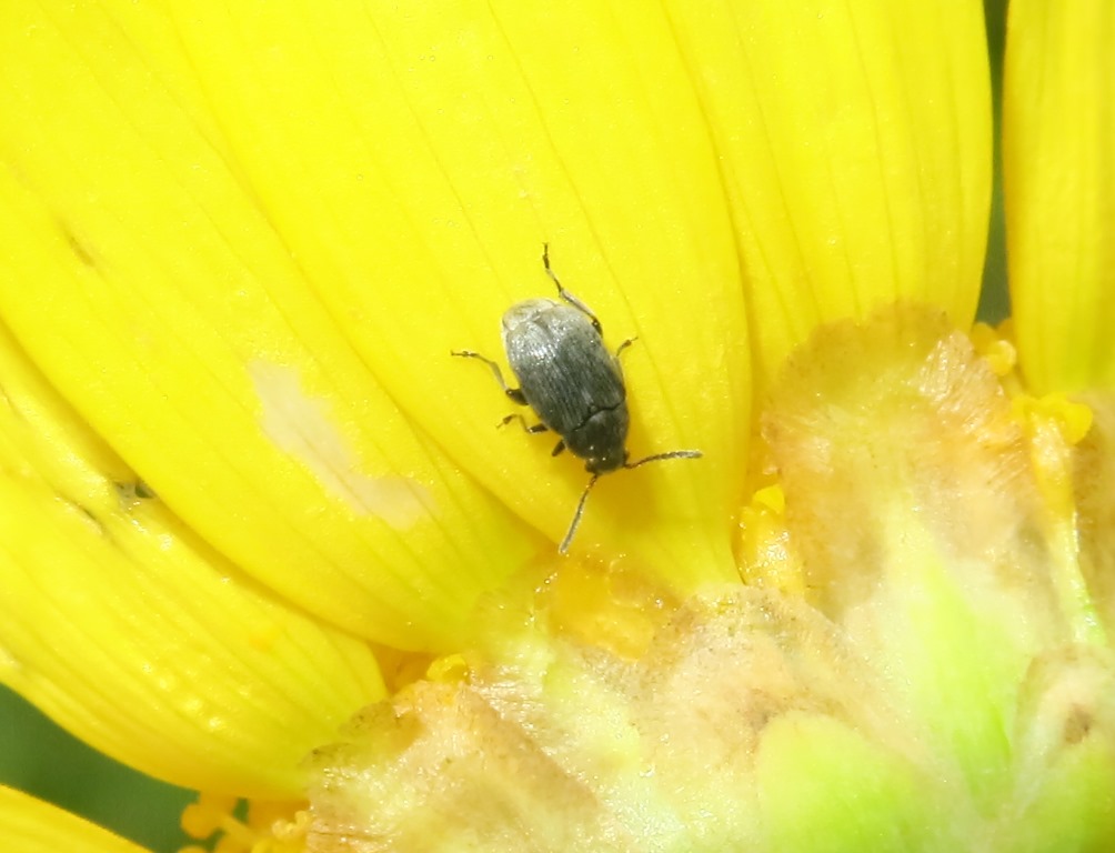 Chrysomelidae Bruchinae: cfr. Bruchidius sp.