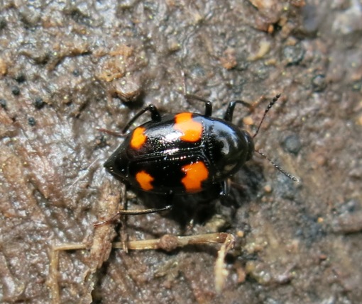 Scaphidium quadrimaculatum