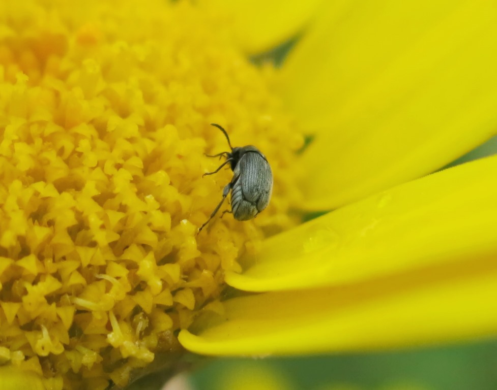 Chrysomelidae Bruchinae: cfr. Bruchidius sp.